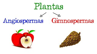 🌷 Plantas Angiospermas y Gimnospermas 🌻 Fácil y Rápido  BIOLOGÍA [upl. by Lehctim]