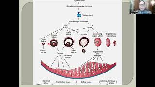 Reproductive Cycles l HypothalamicPituitaryGonadalOvarian Axis [upl. by Inanaup]