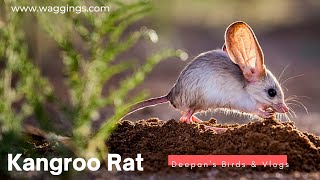 Kangroo Rat Care Guide  Jerboas [upl. by Nuawad534]