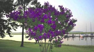 Crape Myrtle Propagation [upl. by Ennybor]