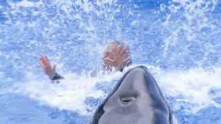 In Memory Of Dawn Brancheau Killer Whale Attack SeaWorld Orlando [upl. by Ellehcal]