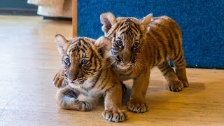 Baby Tigers The Enchanting World of Tiger Cubs and the Urgency of Conservation [upl. by Atsyrhc56]