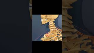 Herniated disk is one of the common spinal disease edit audio by quitezy youtubeshorts edit [upl. by Babita]