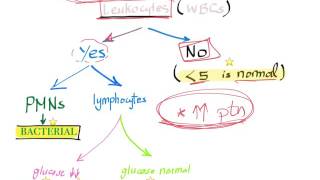 CSF analysis in meningitis algorithm when Lumbar puncture is necessary [upl. by Niraj]