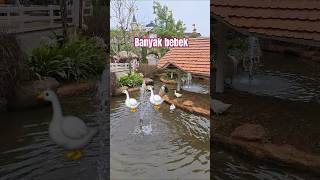 Ada banyak bebek di sungai alfatihdly bebek bebekberenang bebekair [upl. by Ysnat]