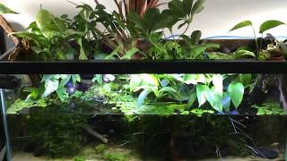 All about the plants 20 GALLON Paludarium [upl. by Eves492]