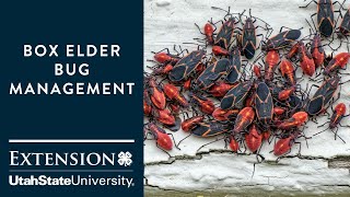 How to Handle Boxelder Bugs [upl. by Tombaugh]