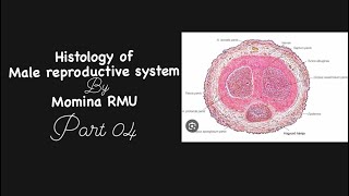 Histology of prostate amp bulbourethral gland penis  Simplified [upl. by Beckett978]