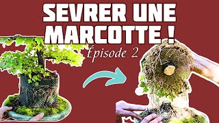 Comment SEVRER une MARCOTTE  🌱 NEJIKAN BONSAI 🌱 [upl. by Frodina]