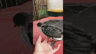 Help me name our furry footed baby chickbackyardchickens babychicks myhens [upl. by Kotz]