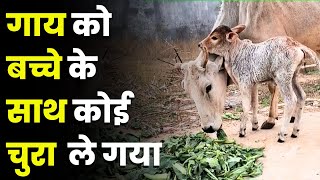 गाय को बच्चे के साथ कोई चुरा ले गया  cowlover pyarepanje [upl. by Joshi142]