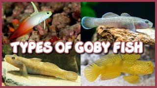 Types of Goby Fish  Both Freshwater amp Saltwater Gobies [upl. by Balling615]