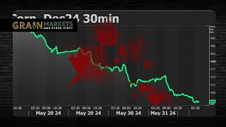 BLOODBATH Why Did Corn Prices COLLAPSE Last Week [upl. by Orestes861]