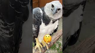 Harpy Eagle Chick Under The Storm  HarpyCam 22 [upl. by Loella950]