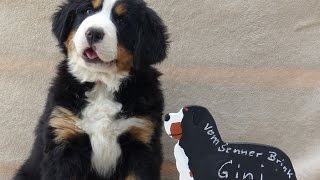 Berner Sennenhund Puppy Day 1 to 8 weeks in 3min [upl. by Assirolc]