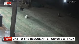 Footage captures moment cat saves dog from coyote attack [upl. by Jasun]