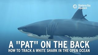 How to track a great white shark [upl. by Billy]