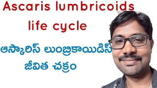 Ascaris lumbricoids life cycle class 11 Bhaskars biology [upl. by Clayton]