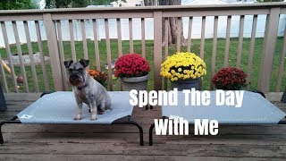 Schnauzers Equal Barking  Hangout With Me  Meijer Haul  Chewycom Haul [upl. by Burdelle]