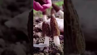 morchella esculenta mushrooms 🖤 mushroom technology farming agriculture amazing shorts [upl. by Syah]