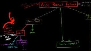 Pathophysiology of Acute Renal Failure [upl. by Neersin]