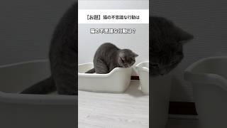 猫 猫動画 ねこ 猫好きさんと繋がりたい 猫のいる生活 ねこのいる生活 ネコ 猫あるある 替え歌 可愛い猫 [upl. by Eigla197]