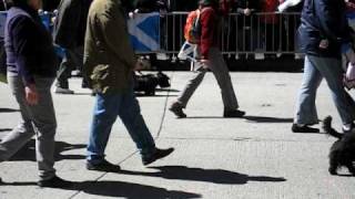 Westies and Scotties at the Tartan Day Parade NYC April 10 2010 [upl. by Reger383]