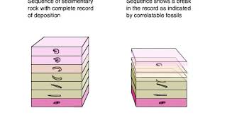 Disconformity With Fossils Animation [upl. by Gilead461]