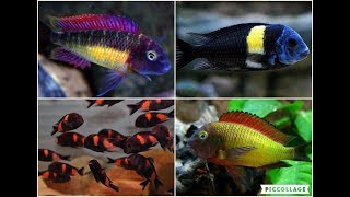 My Top 10 Tropheus The Best Of Lake Tanganyika [upl. by Akere749]