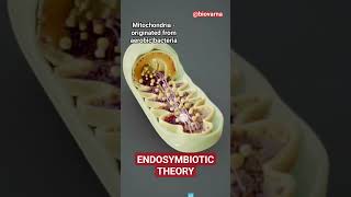 Endosymbiotic theory for origin of Mitochondria and Chloroplast neet semiautonomousorganelle [upl. by Ahsets]