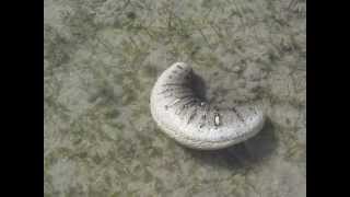 Oman sea cucumber Holothuria scabra in motion by Khalfan Al Rashdi [upl. by Haral]