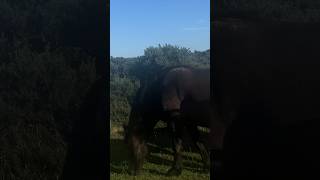 The Untamed Beauty of Exmoors Wild Ponies [upl. by Norb511]