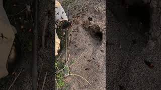 Removing Huge Hornet nest 13​ insectnest nature honeybee hornetnest farming nest [upl. by Beitz107]