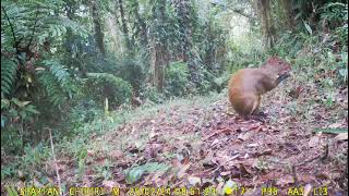 Guatusa Dasyprocta punctata [upl. by Khosrow]