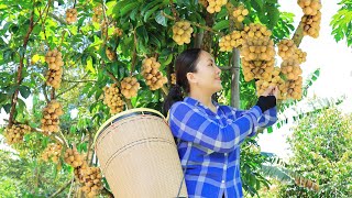 Harvest BON BON Lansium Parasiticum Goes to the market sell  Delicious food from this fruit [upl. by Odnanref]