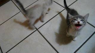 2 kittens 1 cat lots of meowing [upl. by Brice973]