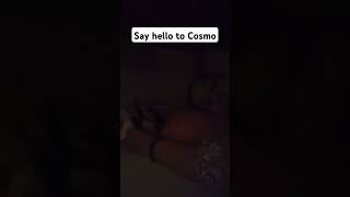 Welcome Cosmo [upl. by Britt]