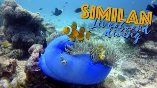 Similan islands liveaboard diving with Khao Lak Scuba Adventures  EP69 [upl. by Chrystel]