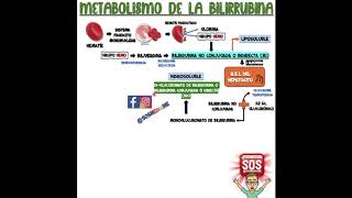 METABOLISMO DE LA BILIRRUBINA [upl. by Mori]