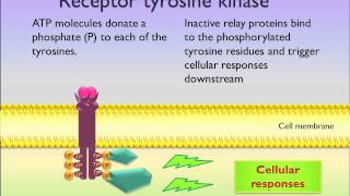 Receptor tyrosine kinase [upl. by Cailly182]