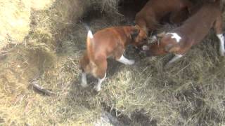 Severn Valley Ratters  Mayhem In The Bales Episode 2  Ratting With Plummer Terriers [upl. by Louie]