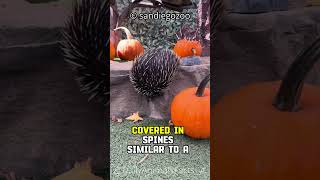 Echidna│Spiny Anteater and Unique EggLaying Mammal [upl. by Enimsay269]