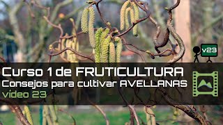 Consejos para cultivar AVELLANAS Curso básico de FRUTICULTURA 2020 Capítulo 23  LdN [upl. by Stroup]