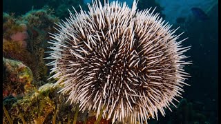 Facts The Sea Urchin [upl. by Nylyaj]