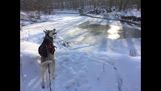 Yearround Adventures with your Dog Skijoring Bikejoring Canicross amp Icejoring [upl. by Wardieu257]