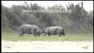 Fighting rhinos [upl. by Haldan]