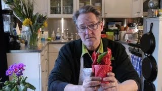 How to Care for a Potted Primrose Inside During the Winter  Tulips Daffodils amp More [upl. by Enilram689]