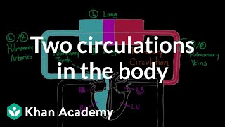 Two Circulations in the Body  Circulatory system physiology  NCLEXRN  Khan Academy [upl. by Aneeled]