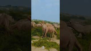 A herd of camels roaming freely inside the forest in the Tharparkar desertcamel automobile cow [upl. by Anasor834]