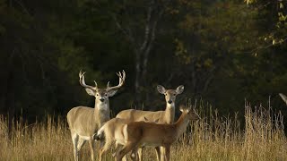 Michigan DNR to vote on possible new hunting regulations [upl. by Inavihs933]